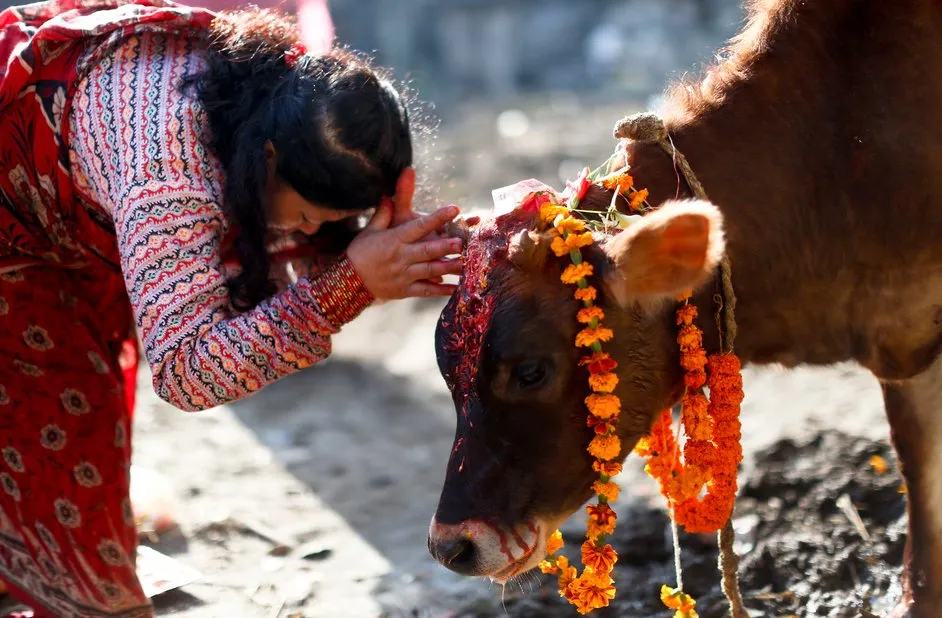 cow