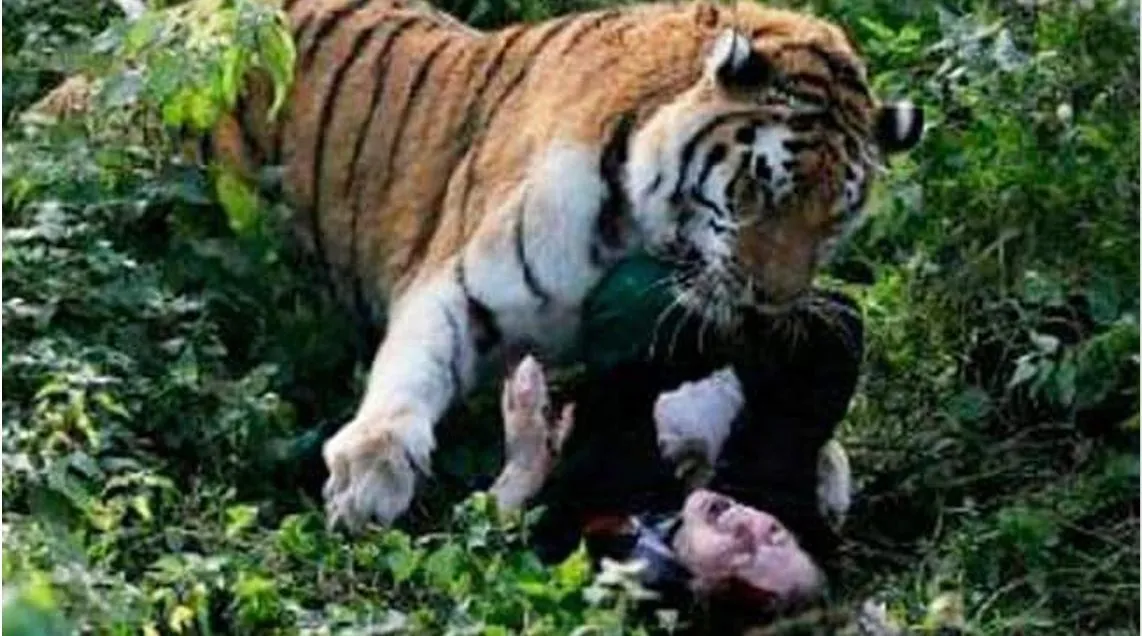 tiger