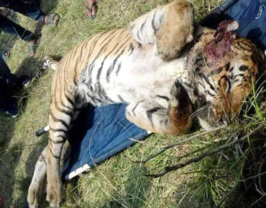 tiger